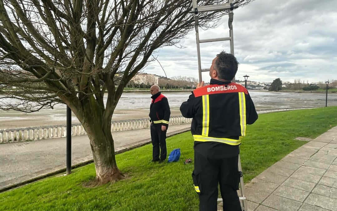 Conclúe a colocación de casas niño para paxaros no paseo fluvial, Casa Arrigada e no Temple